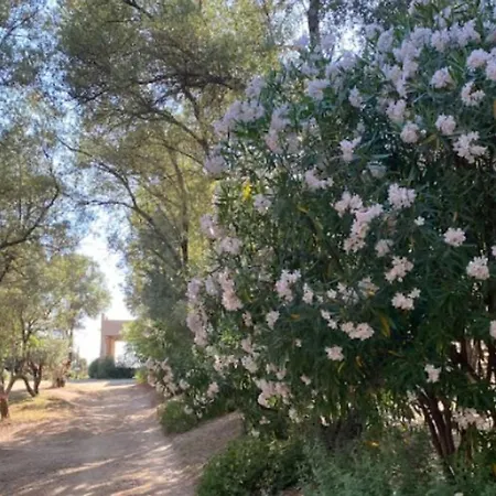 Mobil 6 Personnes Avec Terrasse A - Api-1-52-841 Campsite Vico