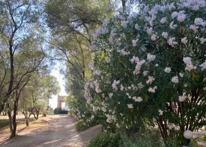 Mobil 6 Personnes Avec Terrasse A - Api-1-52-841 Campsite Vico